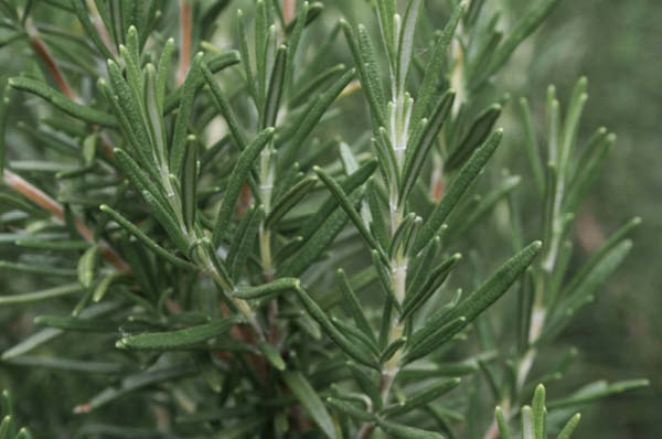 Rosemary