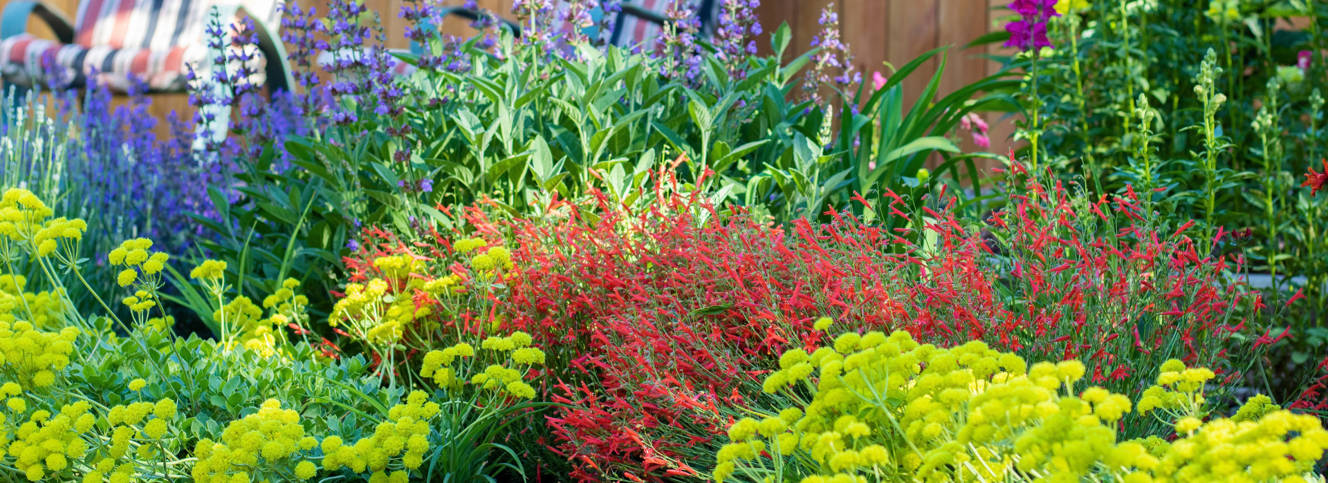 A budding Garden In A Box waterwise yard in its first year of growth.