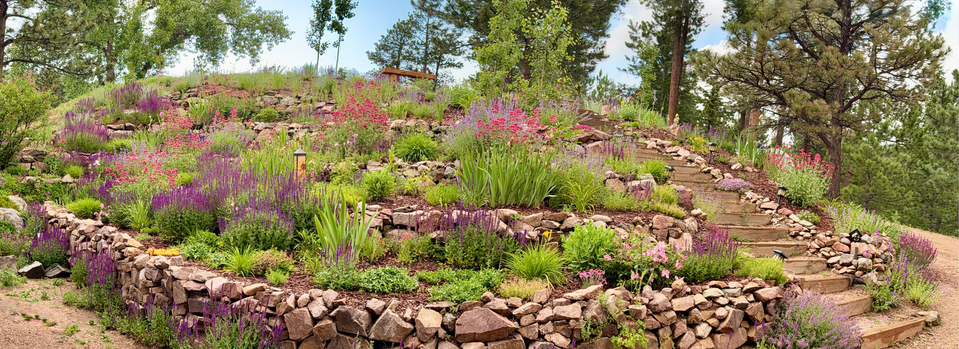 A lush Garden In A Box waterwise yard in its third year of growth.