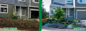A green Garden In A Box waterwise yard in its second year of growth.
