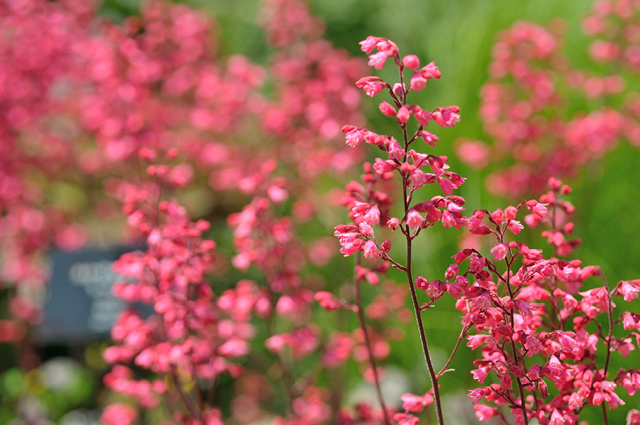 Red Coral Bells