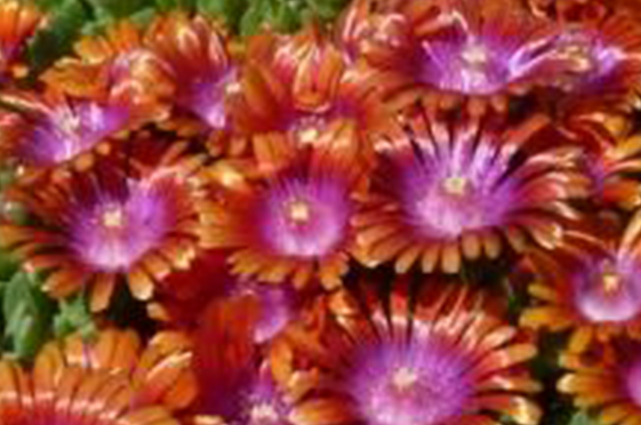 Fire Spinner® Iceplant
