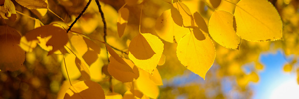Fall Maintenance & Cleanup Tips - Resource Central