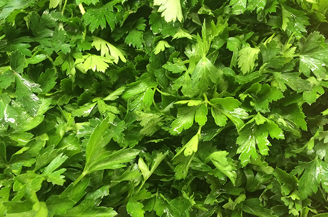 Giant of Italy Parsley