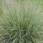Little Bluestem Grass with green, grey, and brown blades of grass
