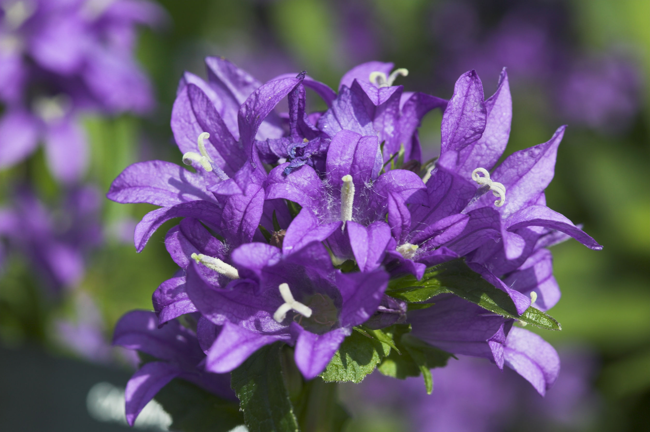 Колокольчик скученный superba (Campanula glomerata)