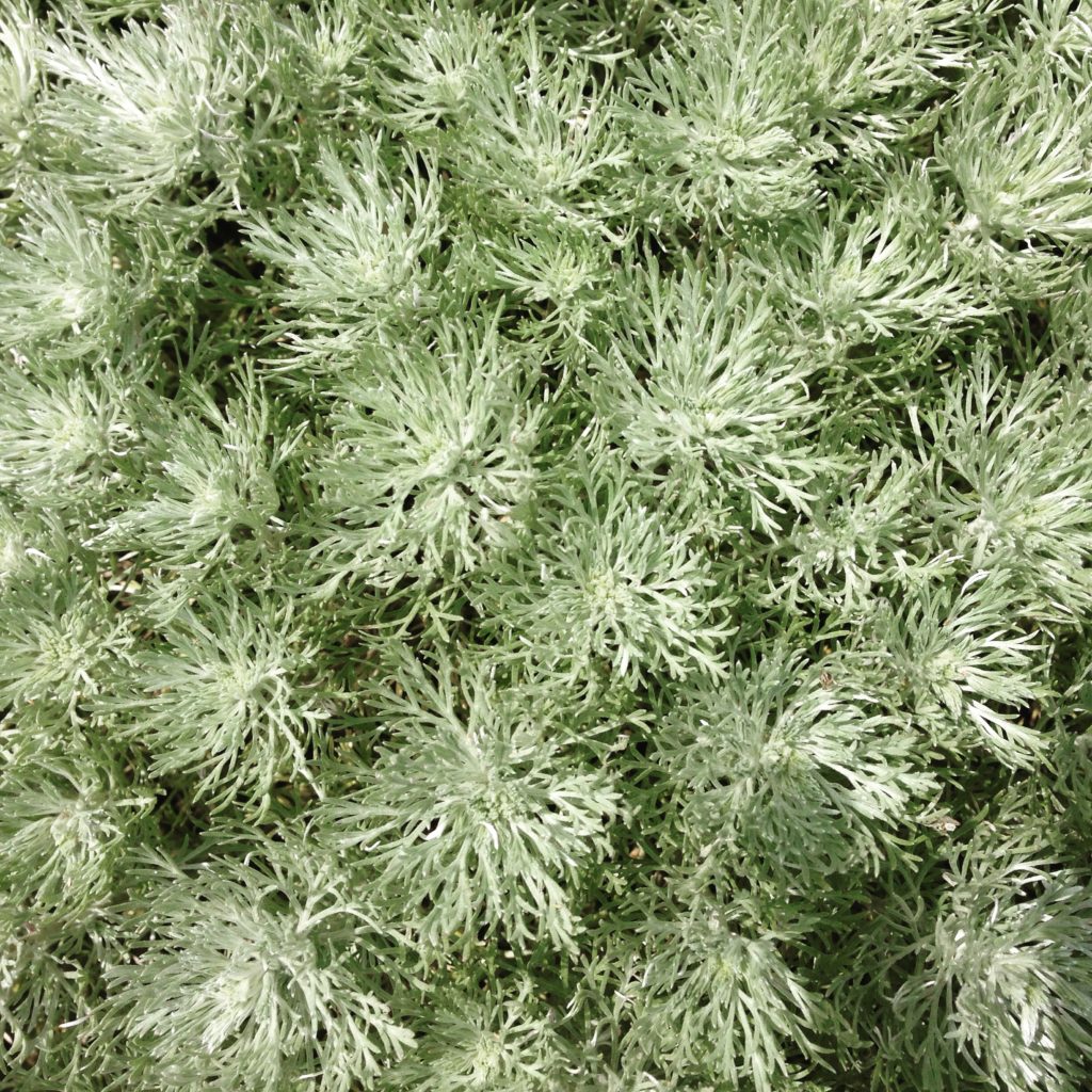 Top 10 DroughtTolerant Plants for Colorado Resource Central