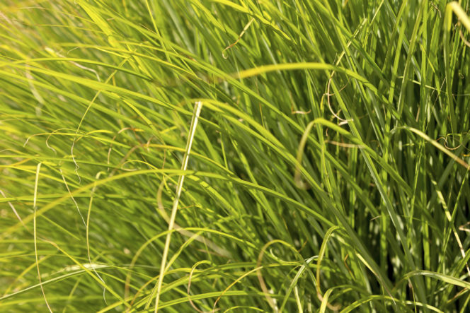 Prairie dropseed grass closeup