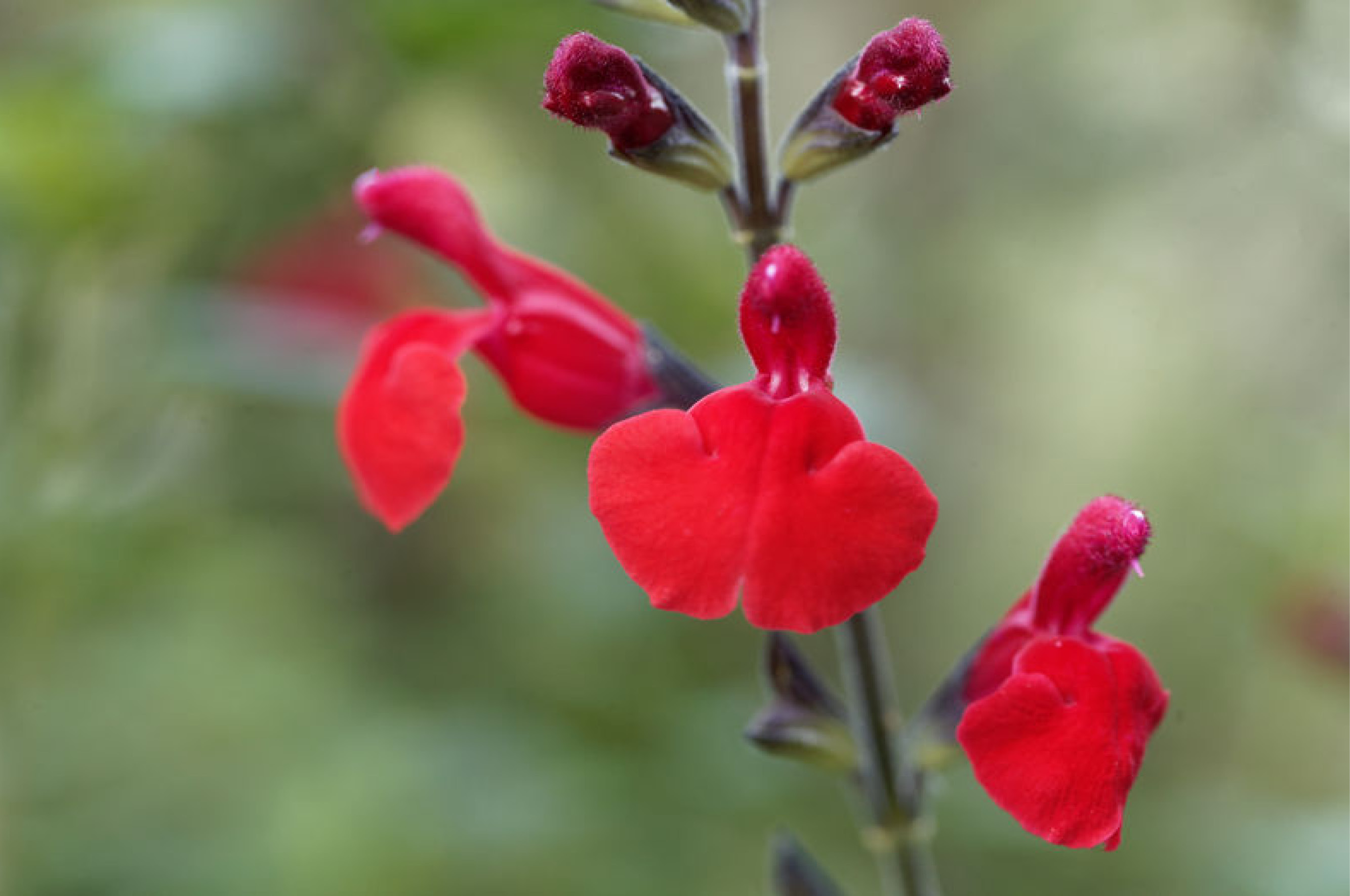 Furman's Red Salvia