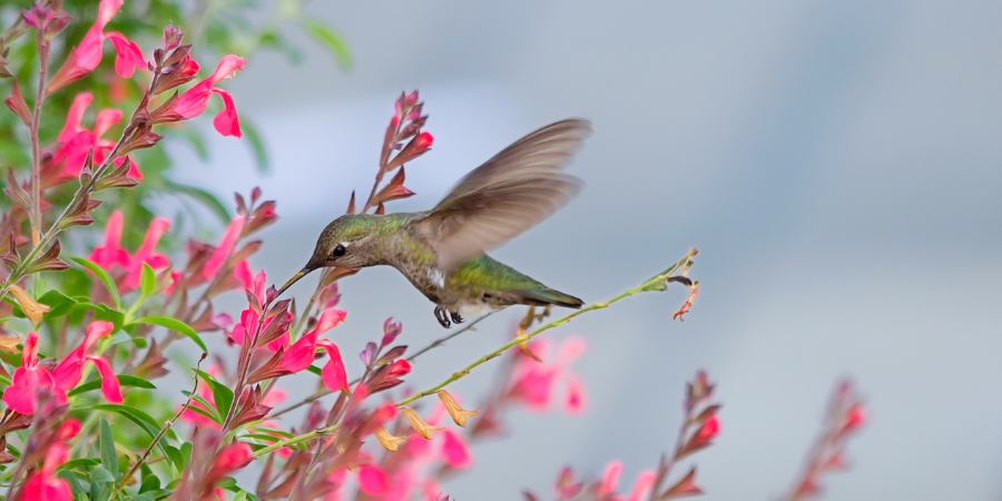 hummingbird feeding on a pink flower