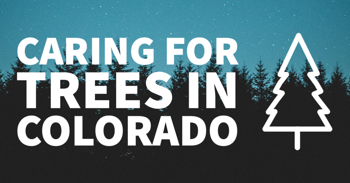 Photo: Pine Trees, Text: Caring for Trees in Colorado