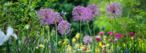 Purple flowers with green leaves