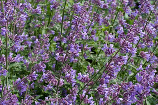 Little Trudy Catmint