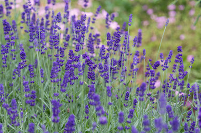 Deep Blue Lavender