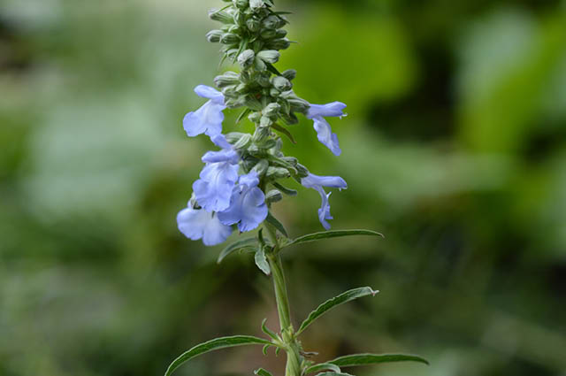 Blue Pitcher Sage