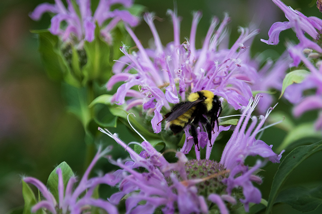 native bee balm