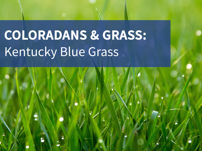 Coloradans & Grass