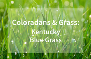 Coloradans-and-their-grass