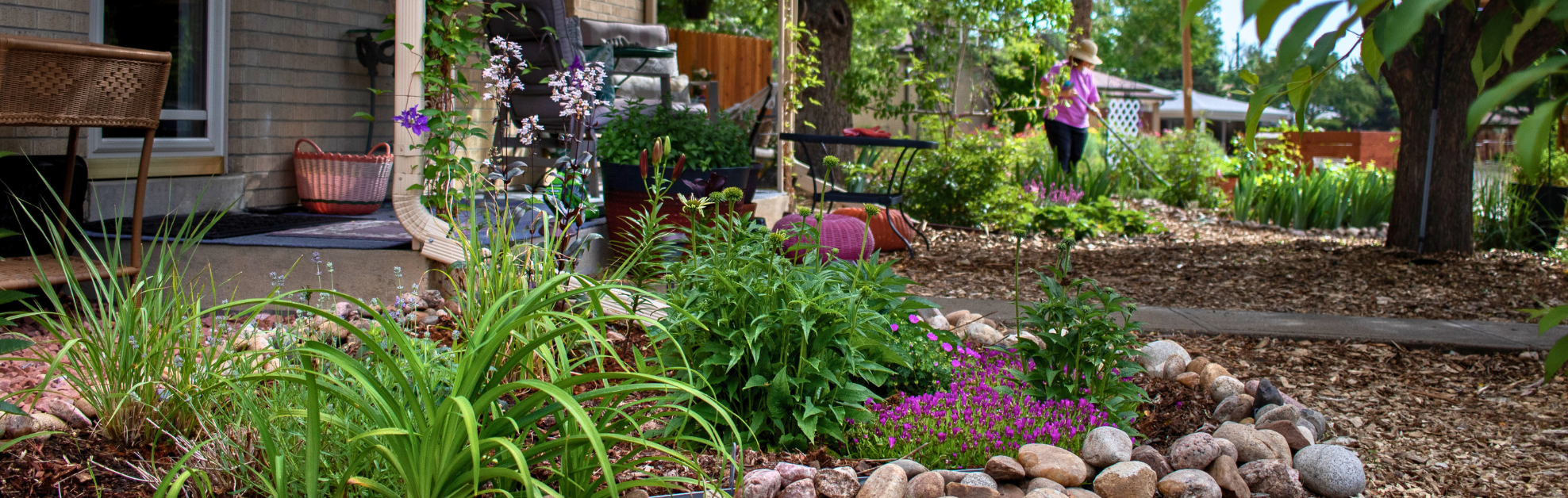 A beautiful photo of a waterwise yard with purple flowers after participating in the Lawn Replacement program