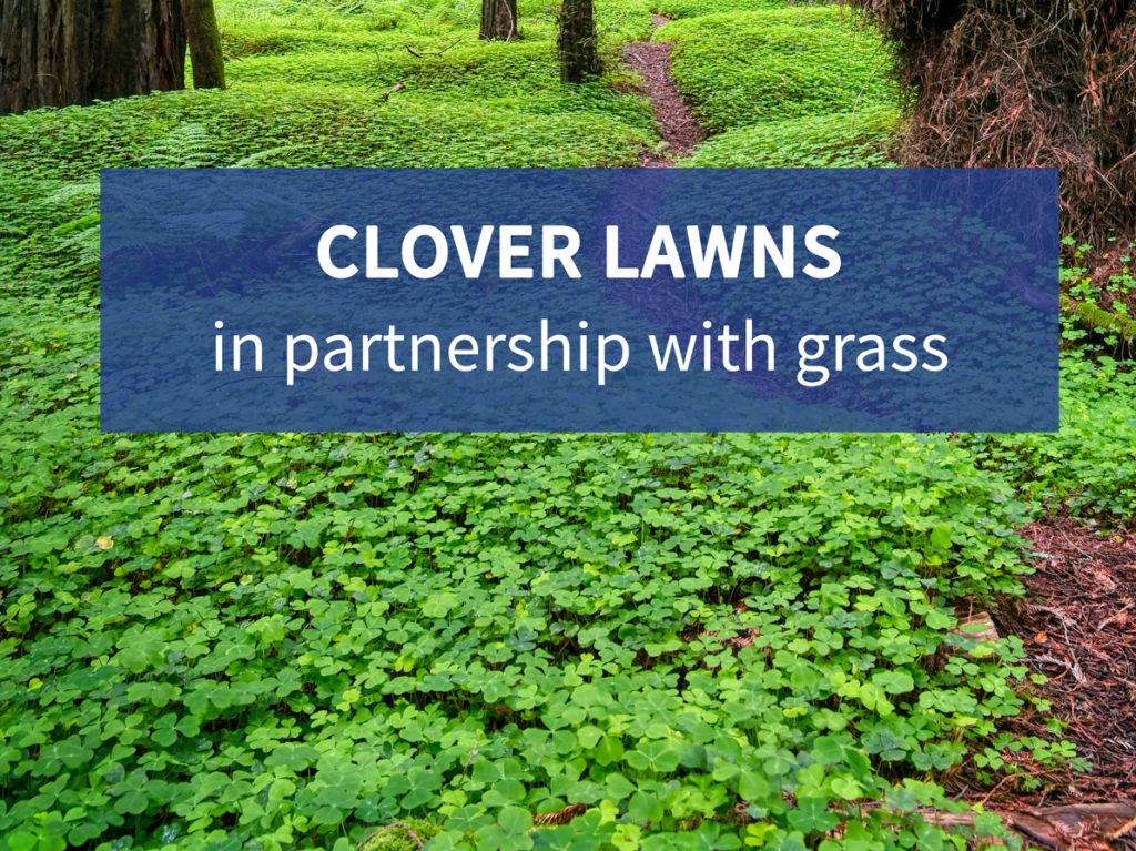 clover-lawns-in-partnership-with-grass-resource-central