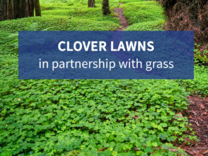 Clover Lawns