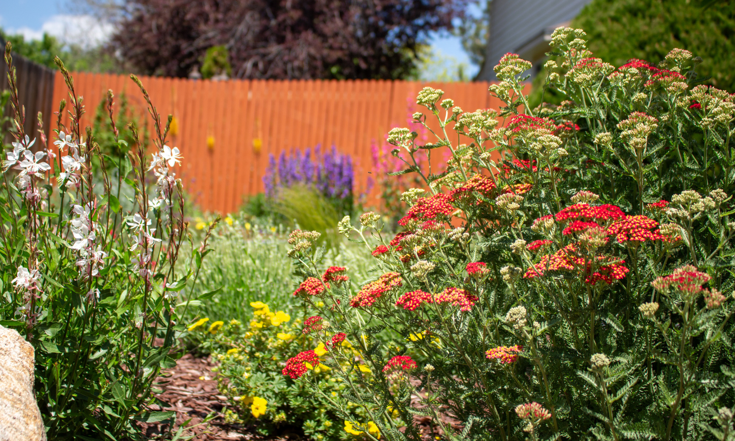 colorful flowers in a garden