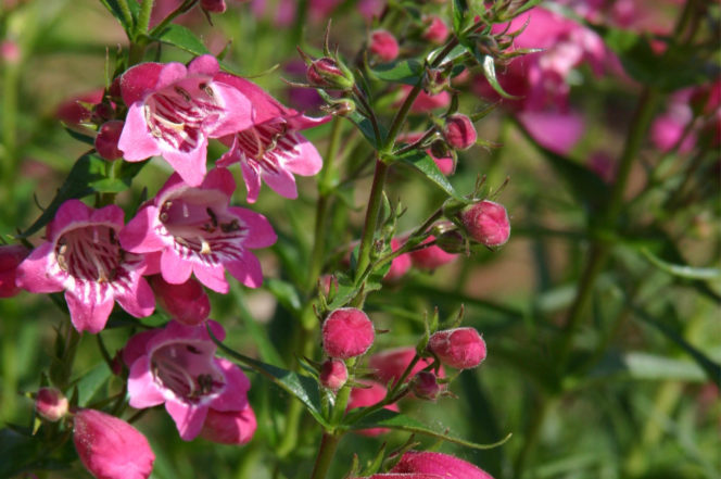 red rocks penstemon