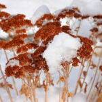 red plant with snow