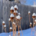 plant with snow