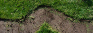 a strip of green grass removed from a lawn