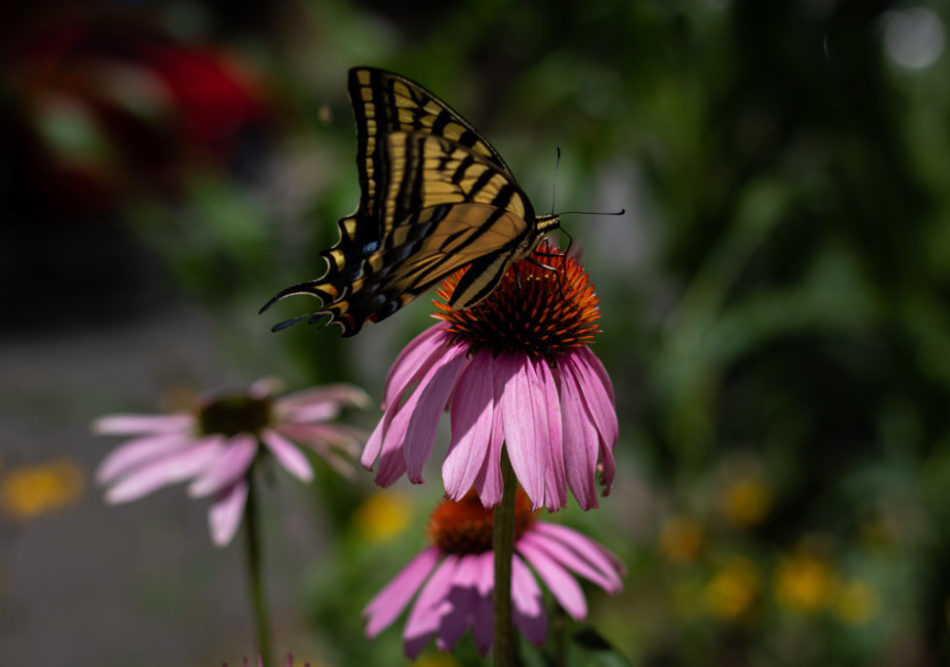 butterfly on a cone flower