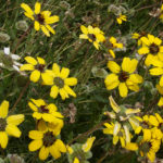 Chocolate Flowers with yellow petals, a dark center, and green foliage