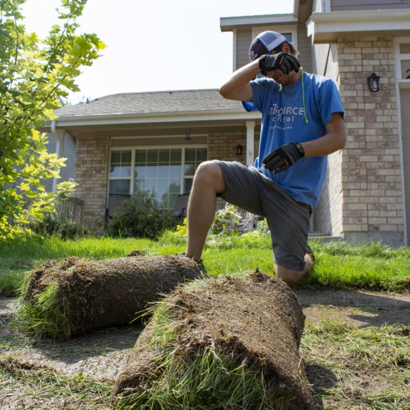 a worker removes rolls of sod
