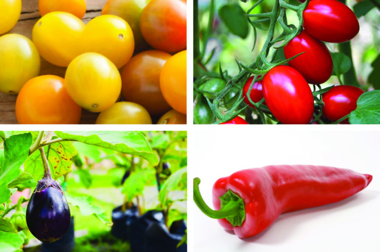 Garden In a Box Store only from Resource Central