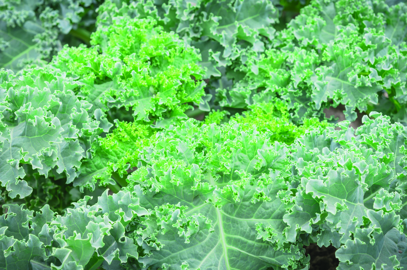 Green Curly Kale