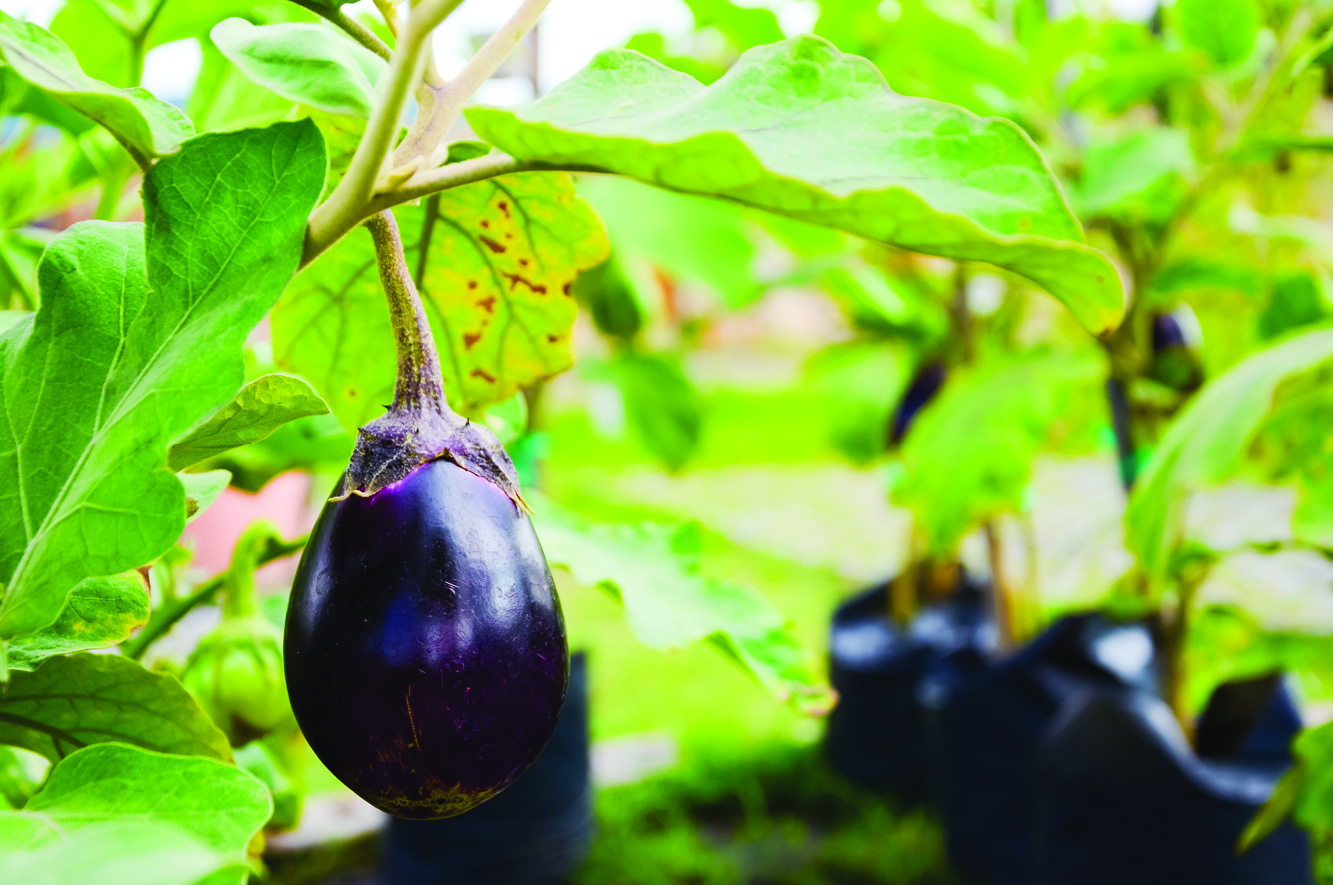 Dusky Eggplant