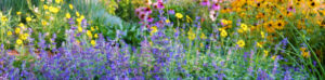 Brightly colored garden with catmint.