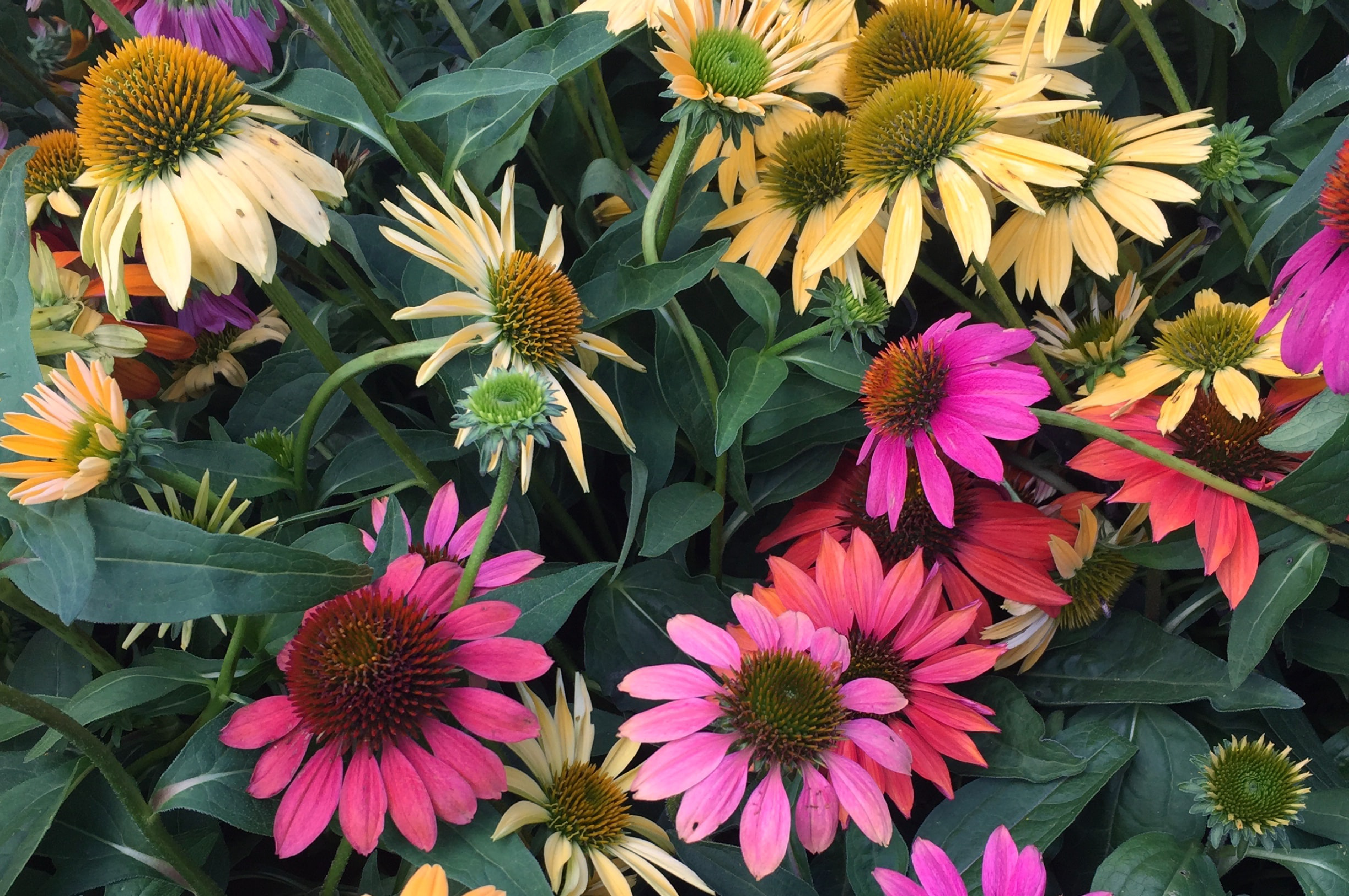 Mixed Colors Coneflower