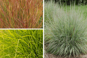 Collage showing images of Blue Grama Grass, Little Bluestem Grass, and Prairie Dropseed