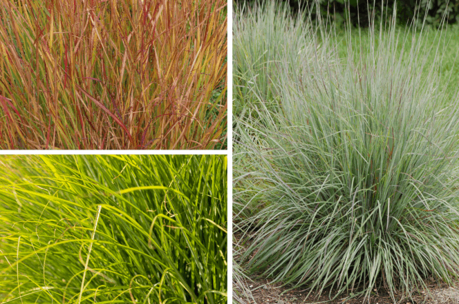 Collage showing images of Blue Grama Grass, Little Bluestem Grass, and Prairie Dropseed