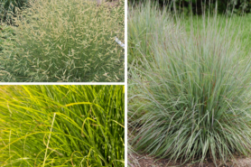 Collage showing images of Blue Grama Grass, Little Bluestem Grass, and Prairie Dropseed