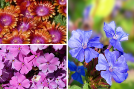 Collage showing images of Fire Spinner Ice Plant, Plumbago, and Pink Phlox