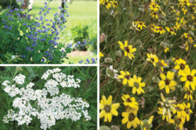 Collage showing images of Chocolate Flower, Common White Yarrow, and False Indigo