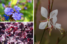 Collage showing images of Plumbago, Whirling Butterflies, and Palace Purple Coral Bells