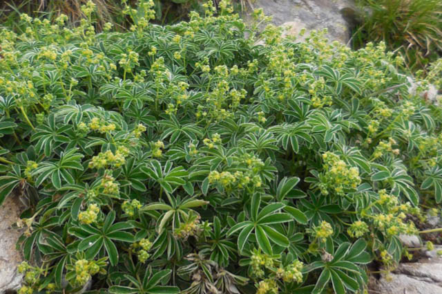 Alpine Lady's Mantle