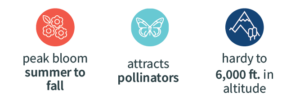 Red and white icon of flower blooms with the text "blooms summer to fall" underneath, Teal and white icon of a butterfly with the text "attracts pollinators" underneath, Navy and white icon with a mountain image with the text "hardy to 6,000 feet in altitude" underneath