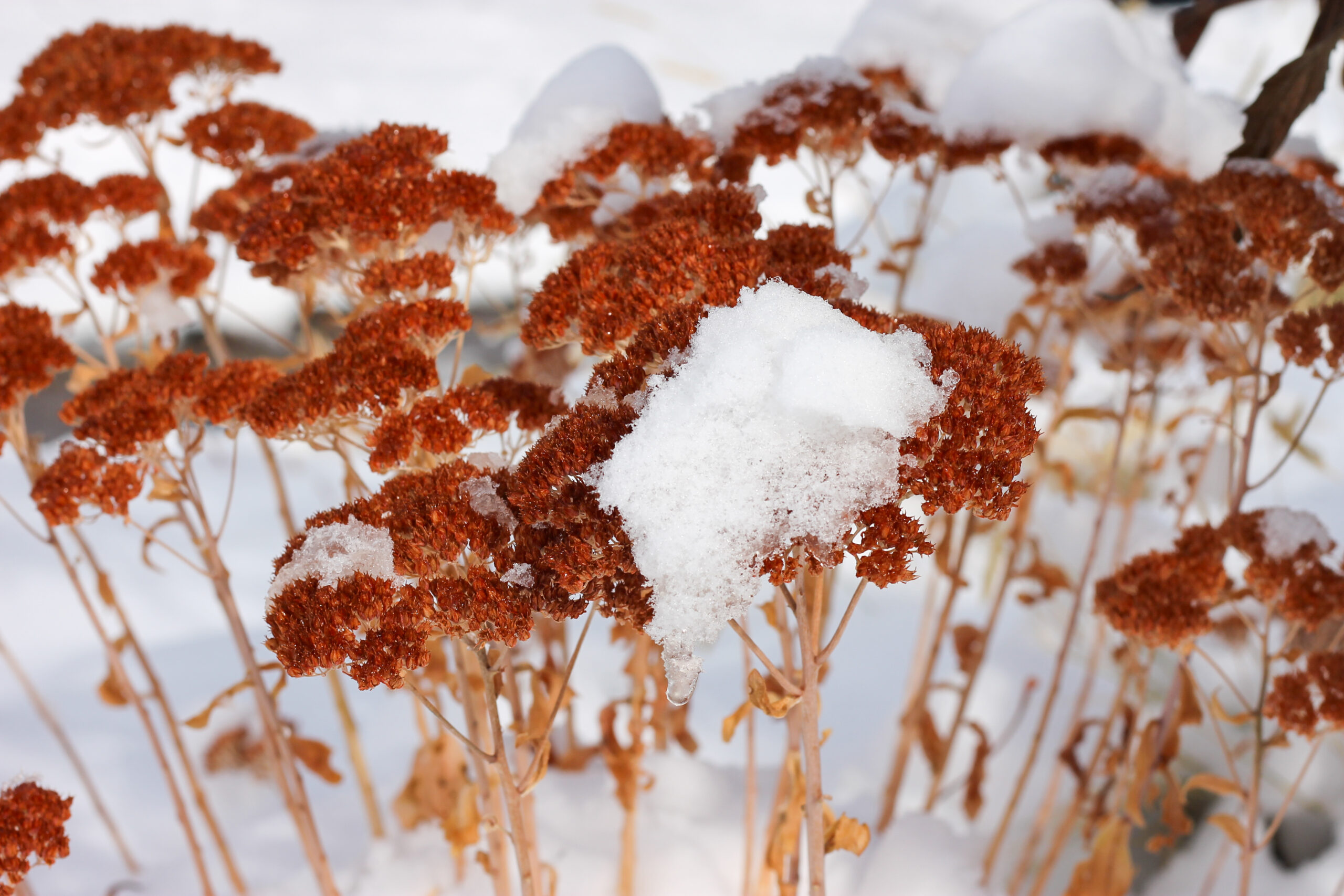 Orange plant stalks with snow