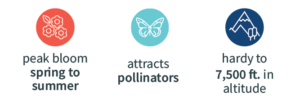 Red and white icon of flower blooms with the text "blooms spring to fall" underneath, Teal and white icon of a butterfly with the text "attracts pollinators" underneath, Navy and white icon with a mountain image with the text "hardy to 7,500 feet in altitude" underneath