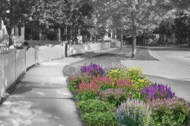 Artist rendering of a mature Dappled Daydream garden, planted in a tree lawn