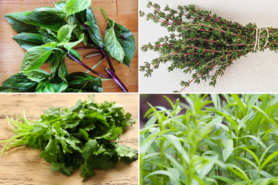 Grid of 4 images showing: thai basil, thyme, cilantro, and tarragon